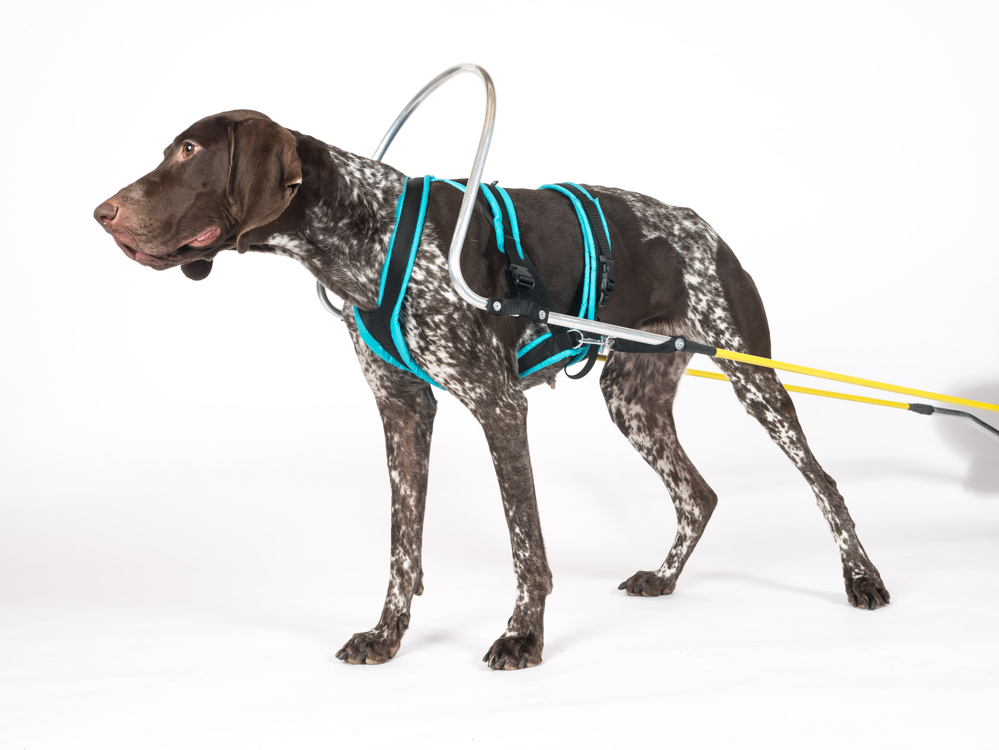 BJ RKIS HUNDPRODUKTER DRAGSELE NORDISK F r Pulka Och Vagn