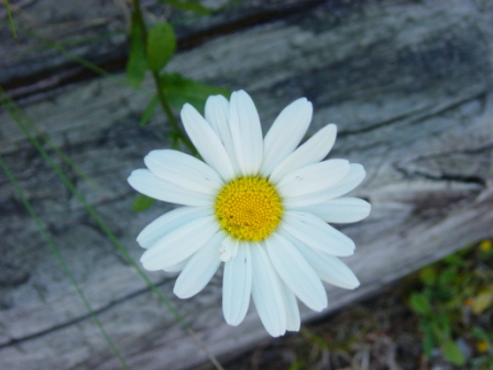 Midsommar