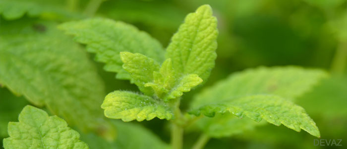 citronmeliss