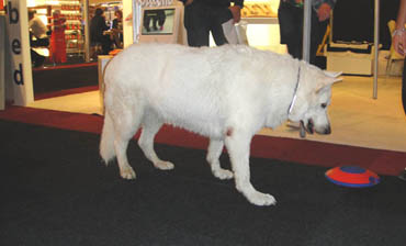 dog_treat_maze