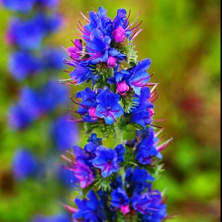 Hertha Bengtson Blomman Blå eld (Echium vulgare)
