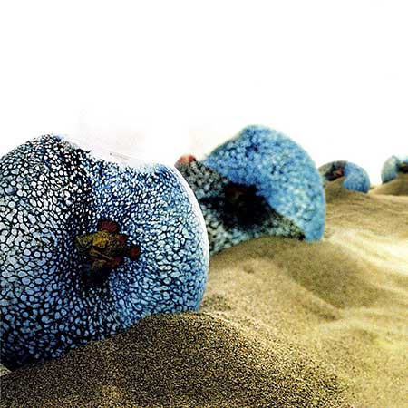 Kjell Engman Reef A page from a Kosta Boda product catalog