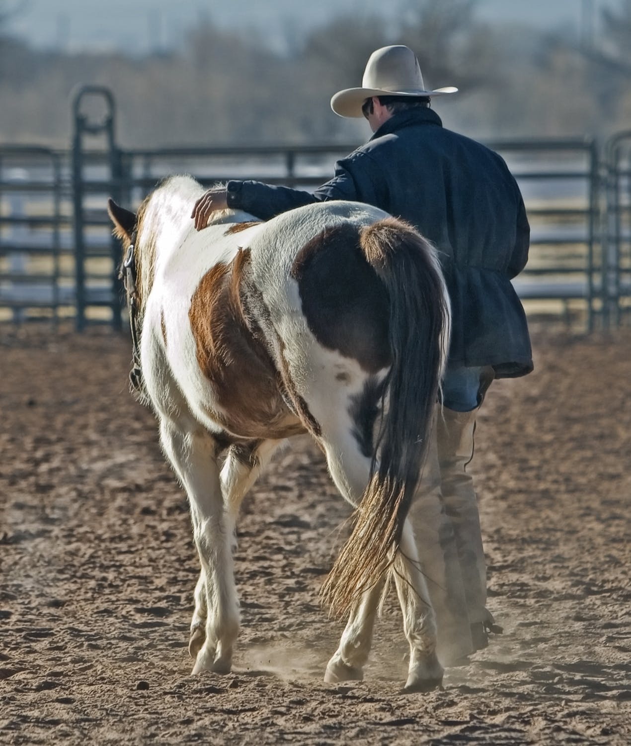 Horsemanship - Petster.eu