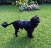DOGmodels float Teil 2