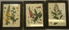 Tavla / Botanical