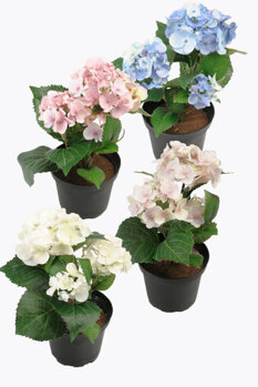 Hortensia / Mini i kruka.