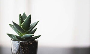 Type text here! Type text here