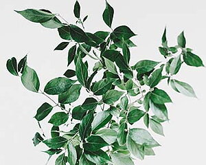 Type text here! Type text here