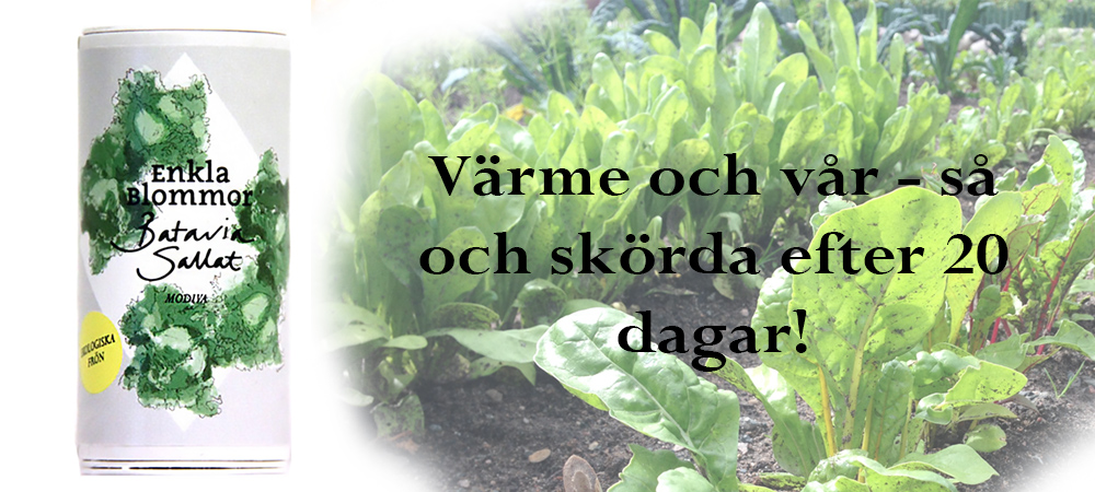så frön i maj