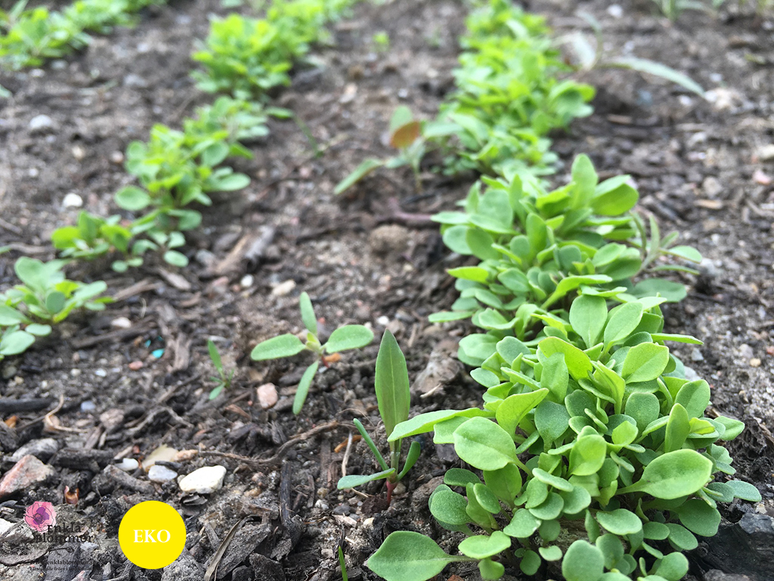 rucola, ruccola