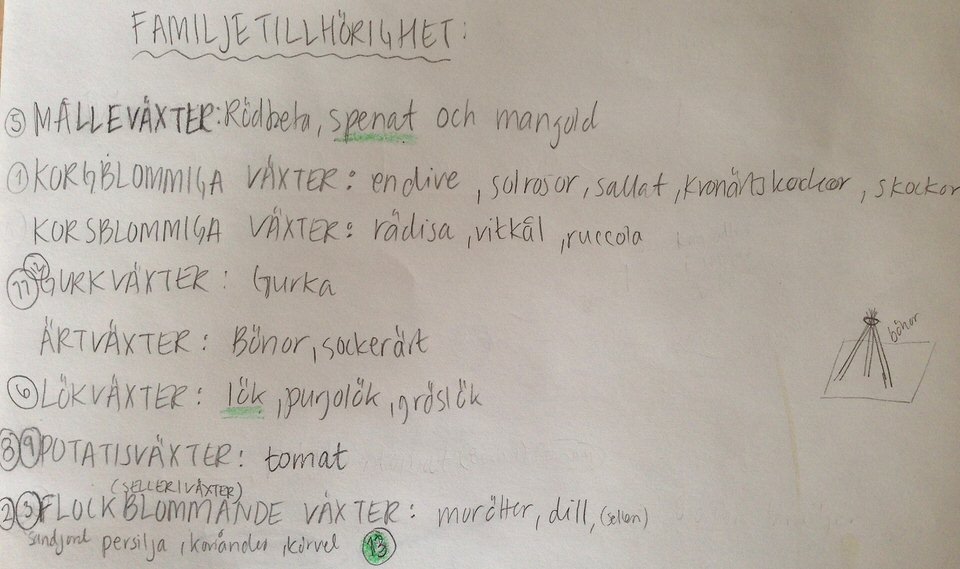 FRÖN | ODLA | PLANTERA| EKOLOGISKA FRÖER | EKOLOGISKT | TRÄDGÅRD | BLOMMOR | GRÖNSAKER