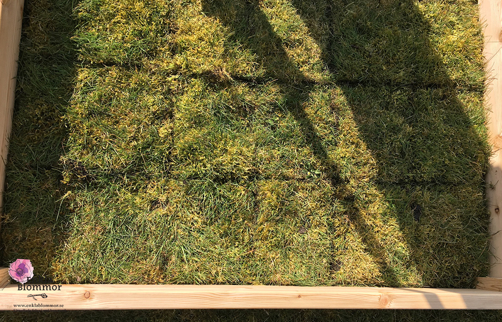 pallkrage, odla, odla pallkrage, odla i pallkrage, odla med barn, frön, köpa frön, så frön, odla frön, frö, seeds, fröer, ekologiska grönsaker