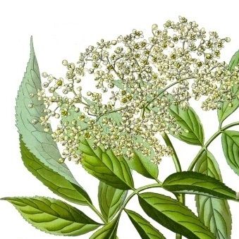 Fläder, fläderblomma