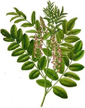 Lakrits, lakritsrot