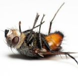 flugfällor flugfångare