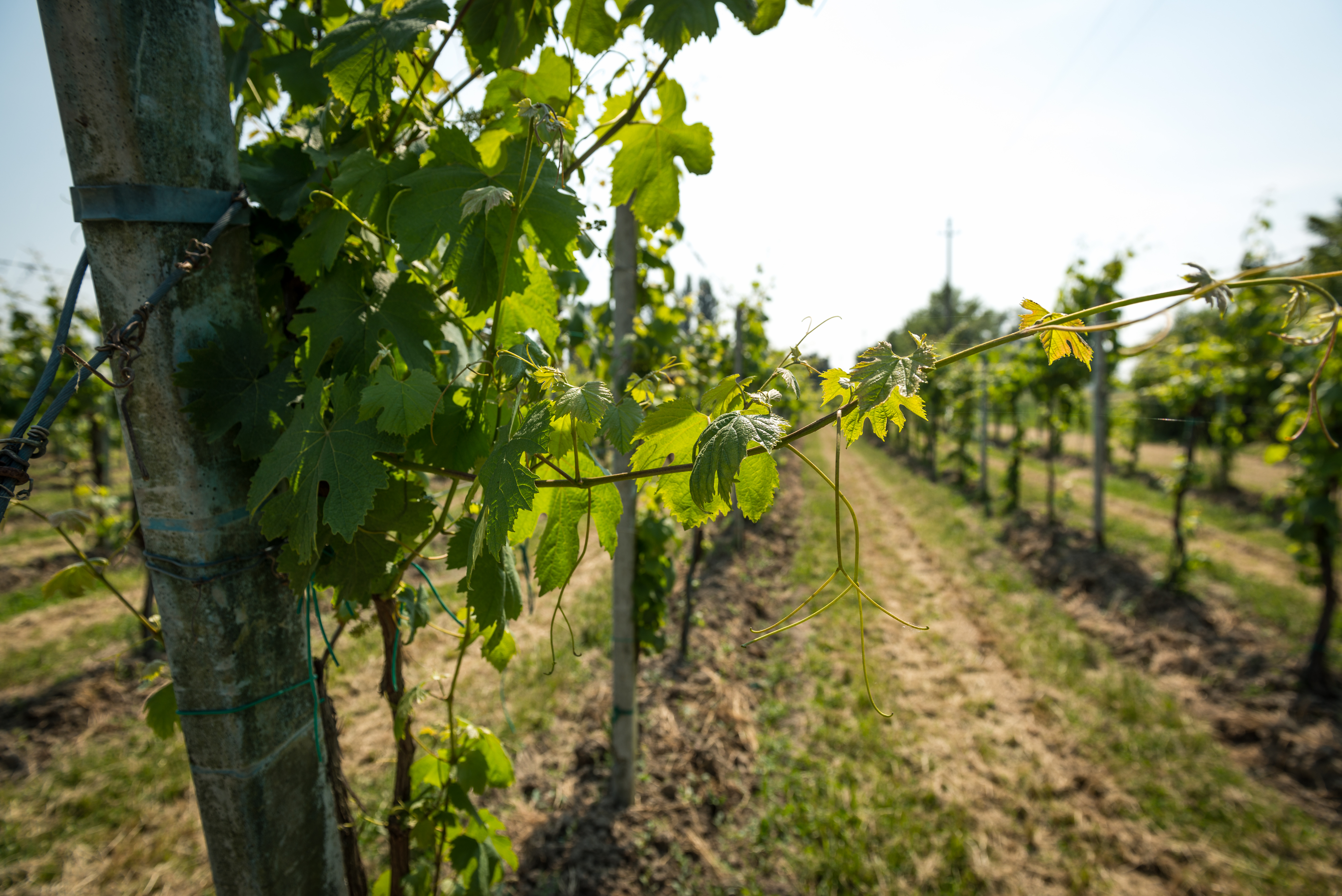 Guerzoni vinstockar