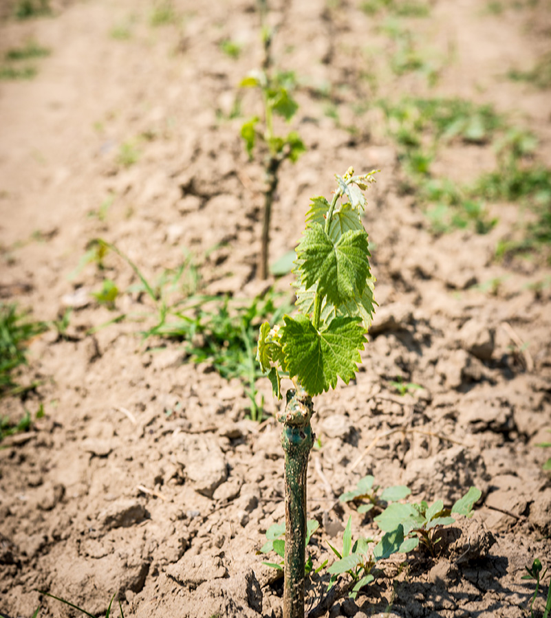 Guerzoni biodynamisk odling