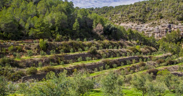La Masrojana