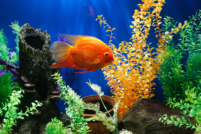 AKVARIEFISK  