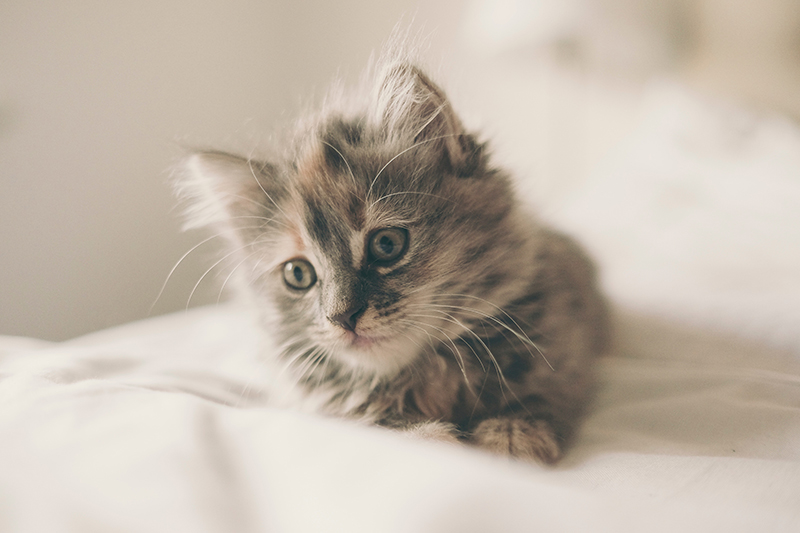 KATT  