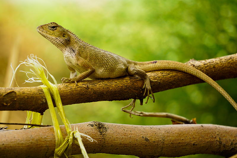 REPTIL  