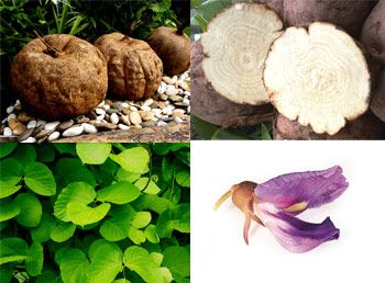 Pueraria Mirifica Pueraria Mirifica