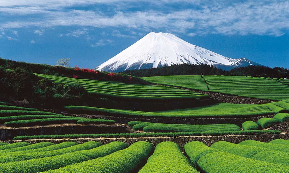 Japanskt te vid Mount Fuji