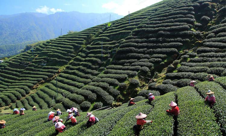 Oolong te plantage