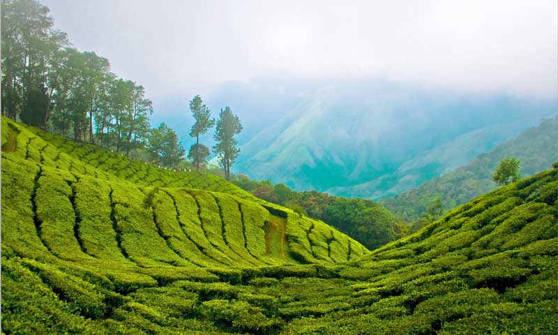 Teplantage i Darjeeling