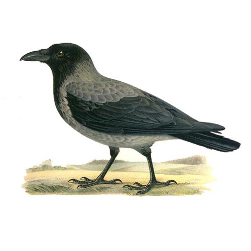 Image result for kråka