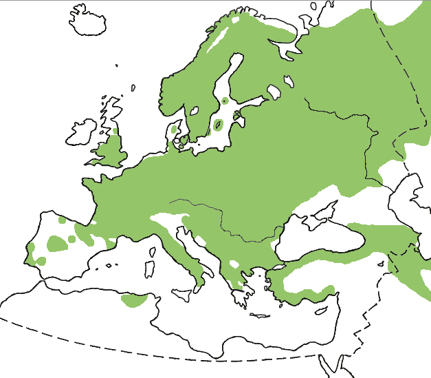 Distribuzione all_year