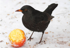 Koltrast äter äpple