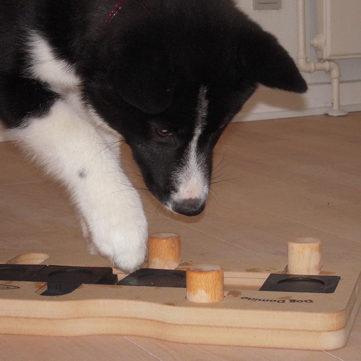 Review: Nina Ottosson Puzzle Toys for Dogs – Top Dog Tips