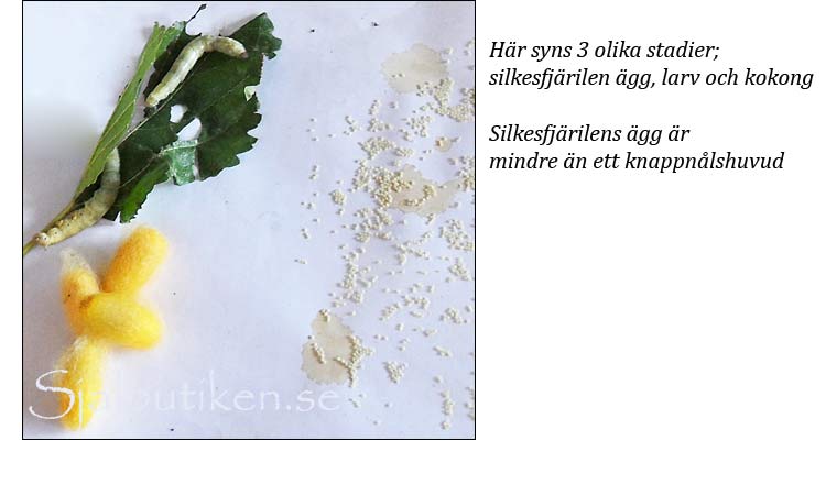 silkesodling