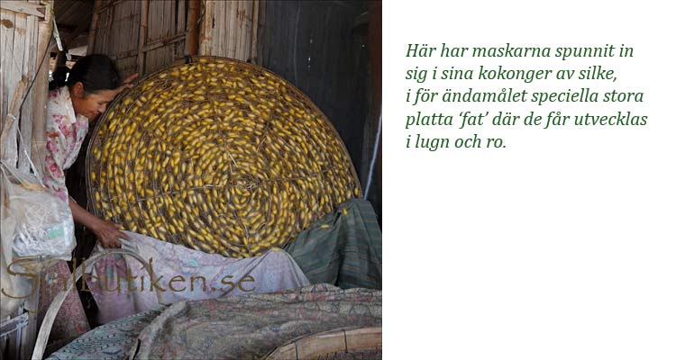 Silkespuppor