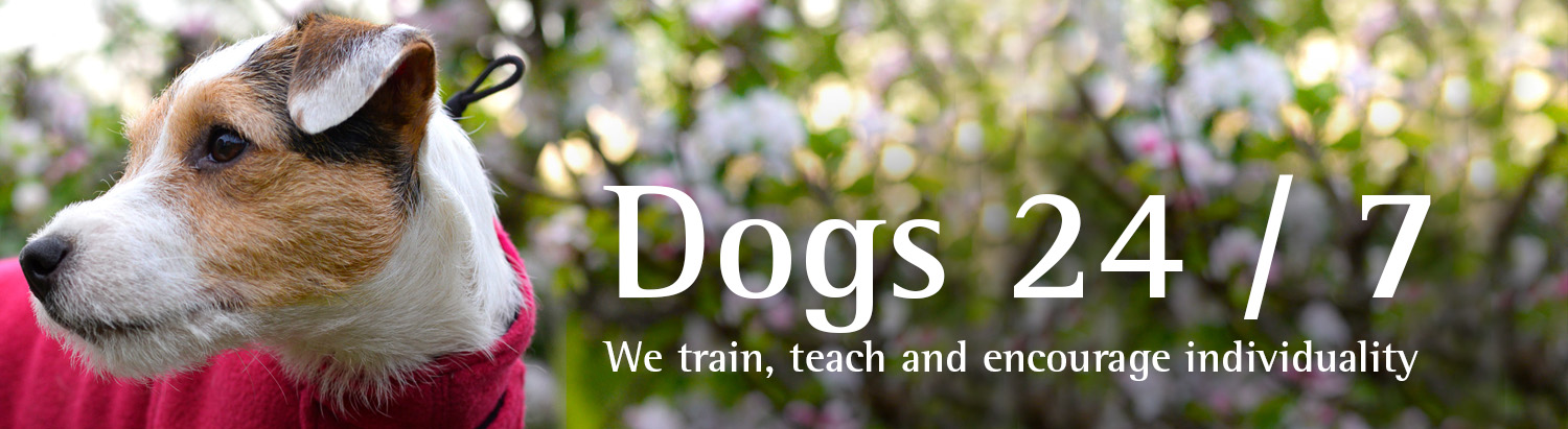 Dogs at work