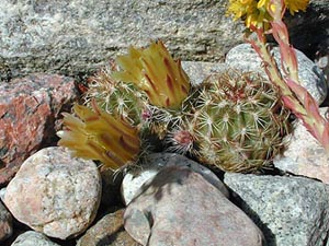 Echinocereus viridiflorus (Union Co)