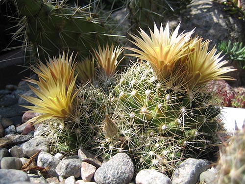 Escobaria missouriensis