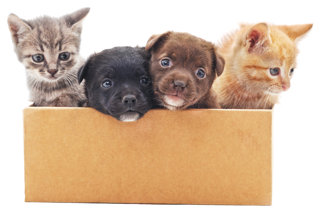 Shipping - PETSTER.eu