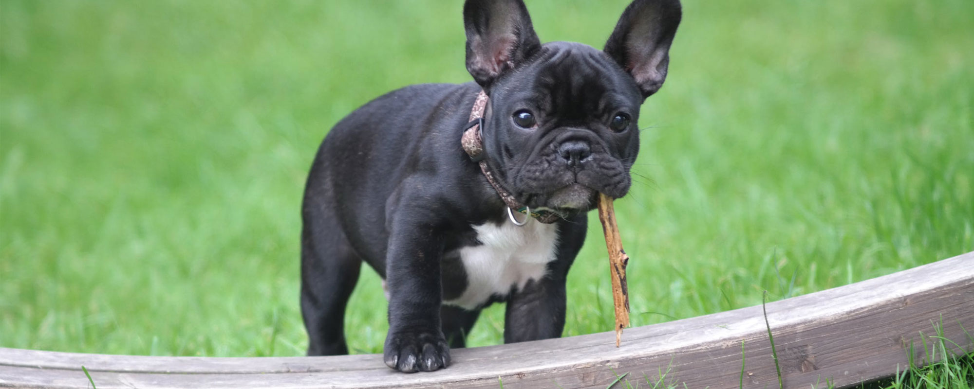 Other Dog Chews at Petster.eu