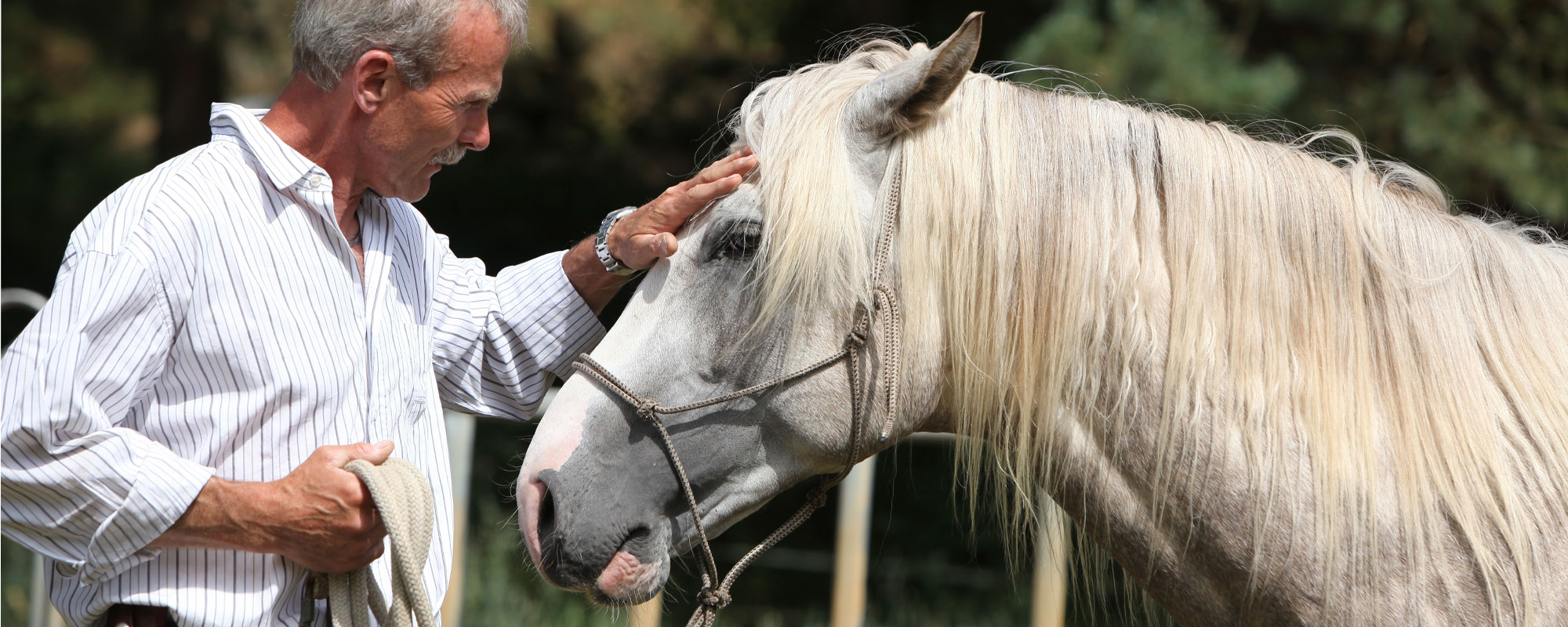 Horsemanship Petster.eu