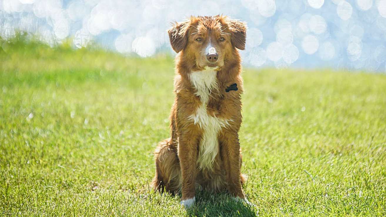 Summer with the dog