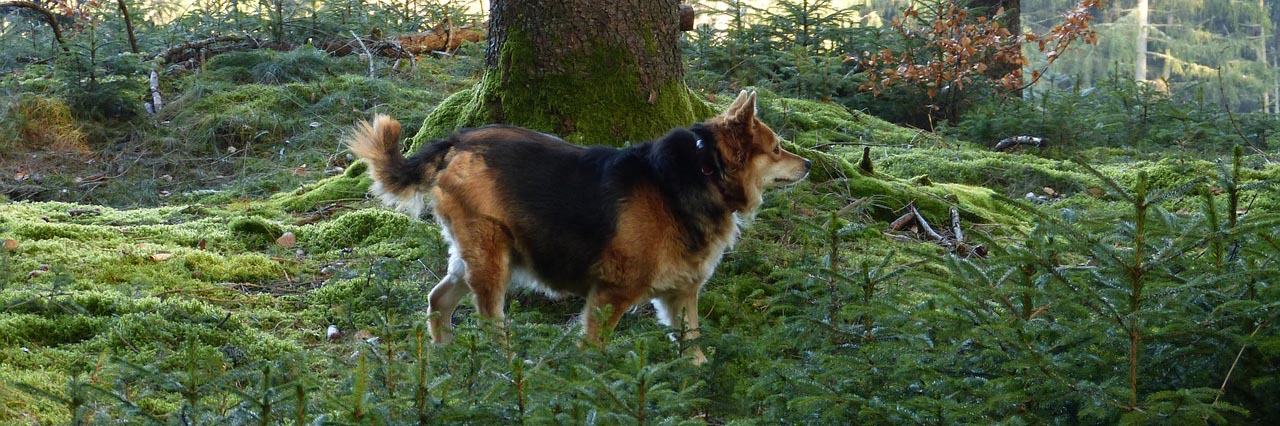 Plocka svamp med hunden