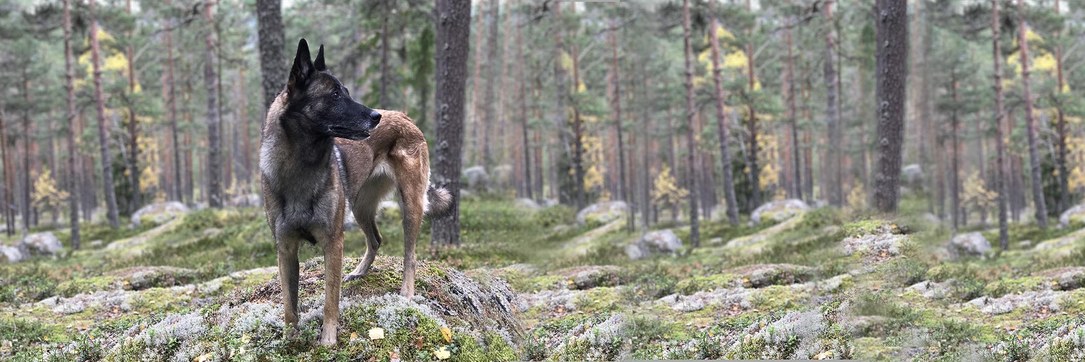 Lära hunden söka svamp