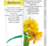 A.Vogel Bioforce creme 35g