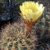 Acanthocalycium thionanthum MN 4 (Amaicha del Valle, 2000m, Arg)