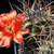 Acanthocalycium thionanthum v. erythrantha DH 8