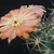 Acanthocalycium thionanthum v. ferrarii WR 572 (Santa Maria, Tucuman, Arg)