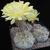 Acanthocalycium thionanthum v. glaucum P 394