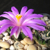 Ariocarpus kotschoubeyanus 'elephantidens' (Vista Hermosa, QUE)